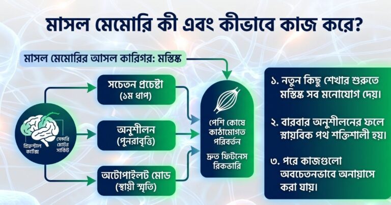 মাসল মেমোরি কী এবং কীভাবে এটি কাজ করে
