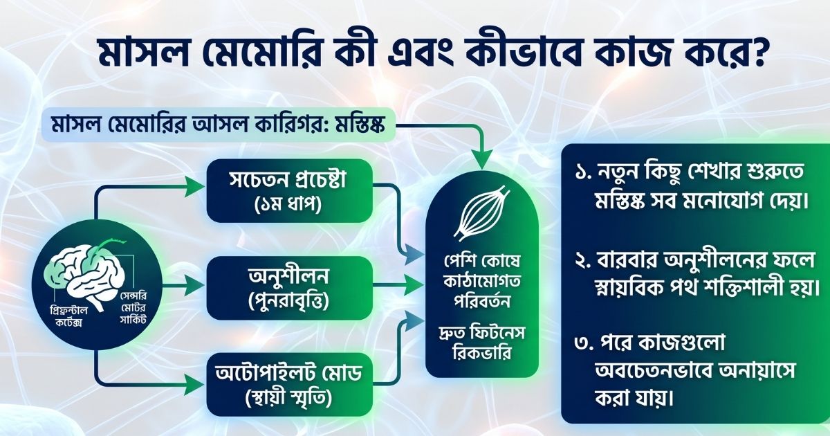 মাসল মেমোরি কী এবং কীভাবে এটি কাজ করে